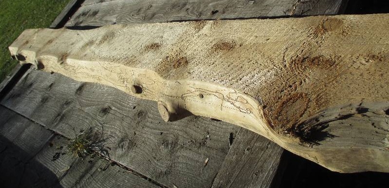 Pine wood slab, nice worm work desi...