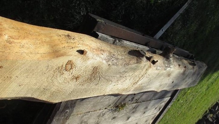 Pine wood slab, 124 long, 13 wide...