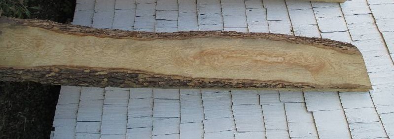 Ash wood slab, this is a huge piece...