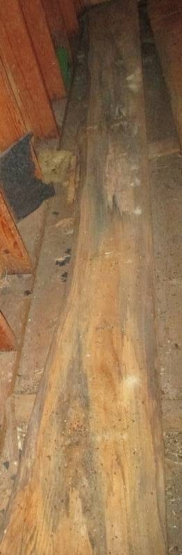 Pine wood slab, 143 long, 12 wide...
