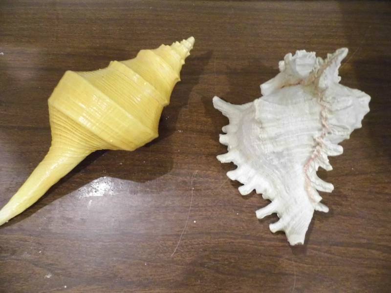 Resin Shells