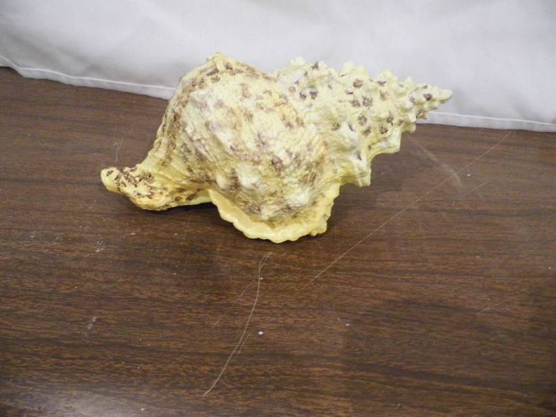 Resin Shells
