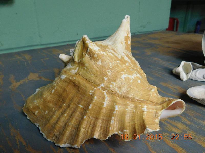 Seashells