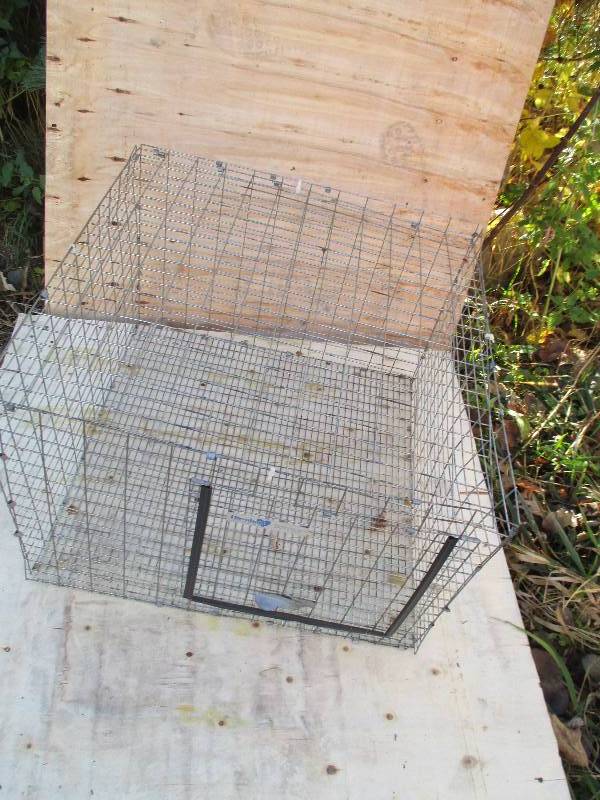 lot 20 image: wire animal cage 2 ft x 2 ft 16 in ...