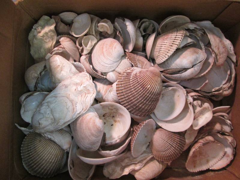 full box of sea shells...