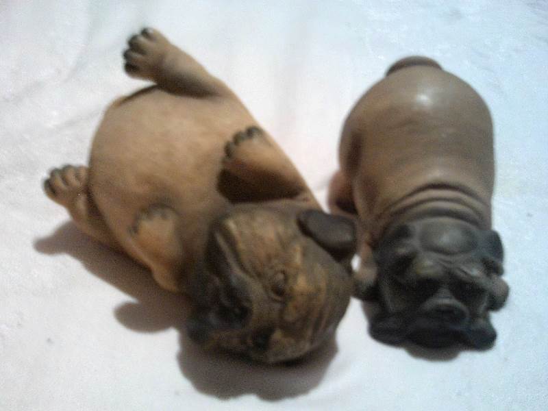 vintage pug puppy