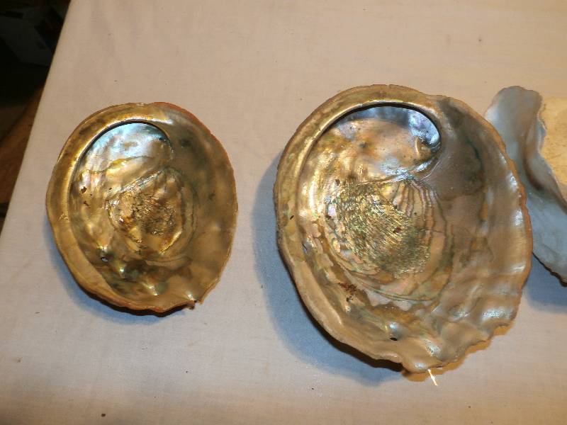 Shells