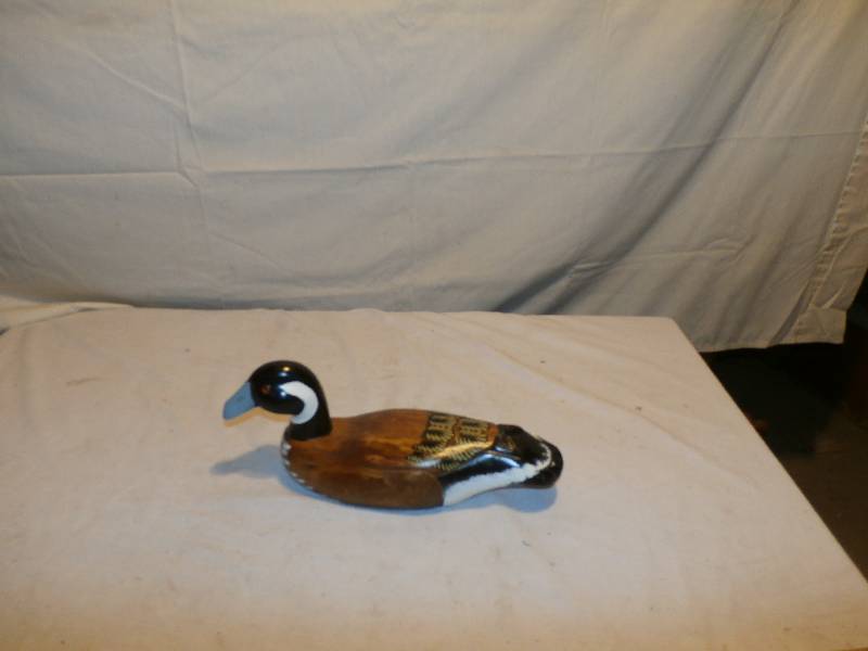 Wood duck