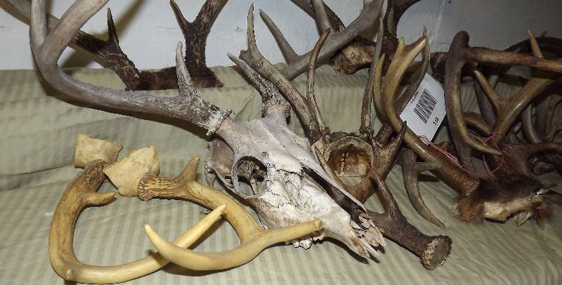lot 118 image: Box of Deer Antlers  Horns
