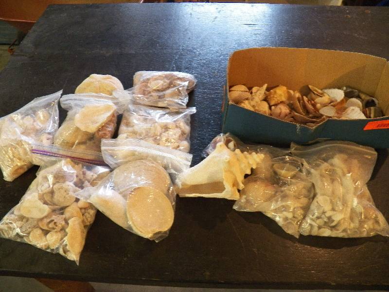 Shells for crafting or display