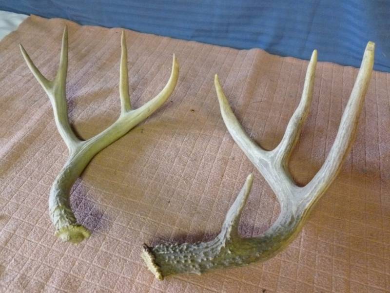 lot 109 image: Deer Antler