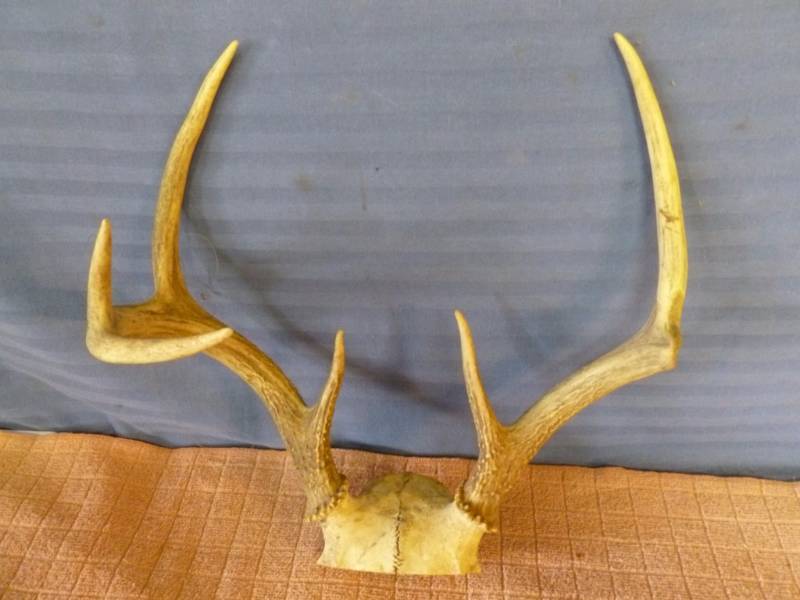 lot 110 image: Deer Antler