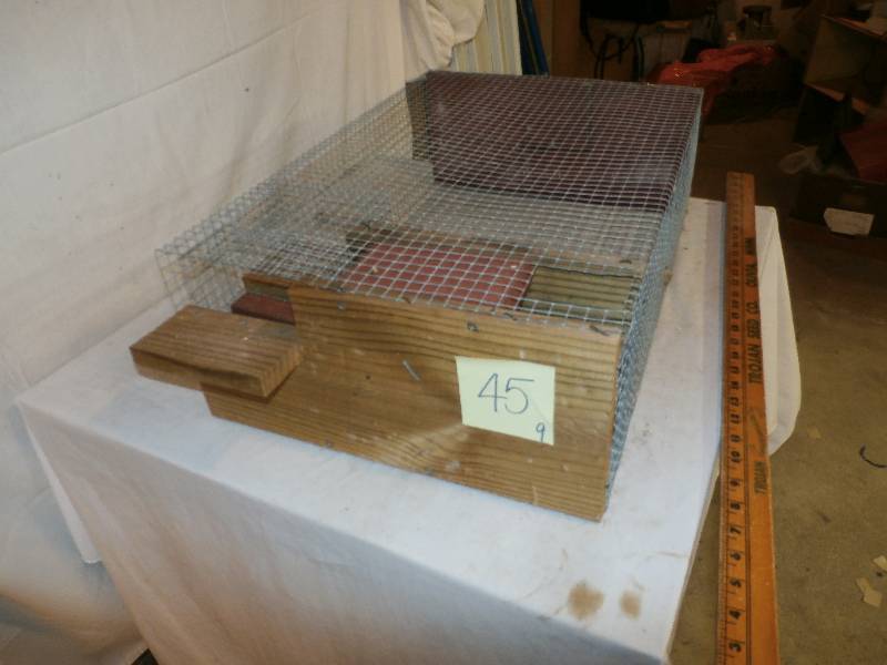 Sparrow trap