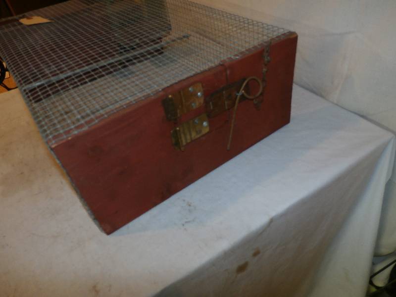 sparrow trap