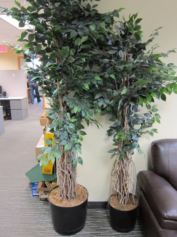 Tall Plant Decorations