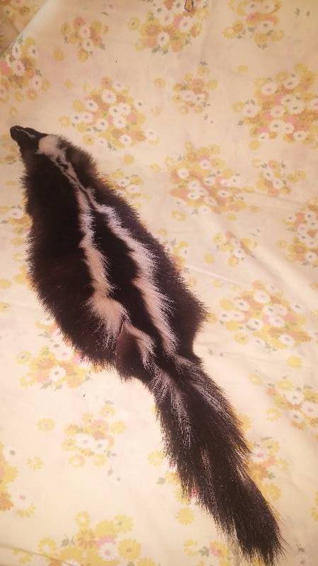 Skunk Hide