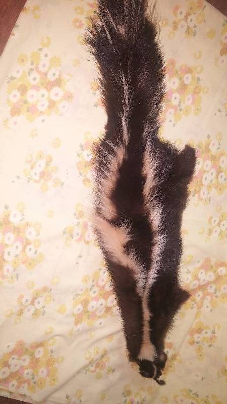 Skunk Hide