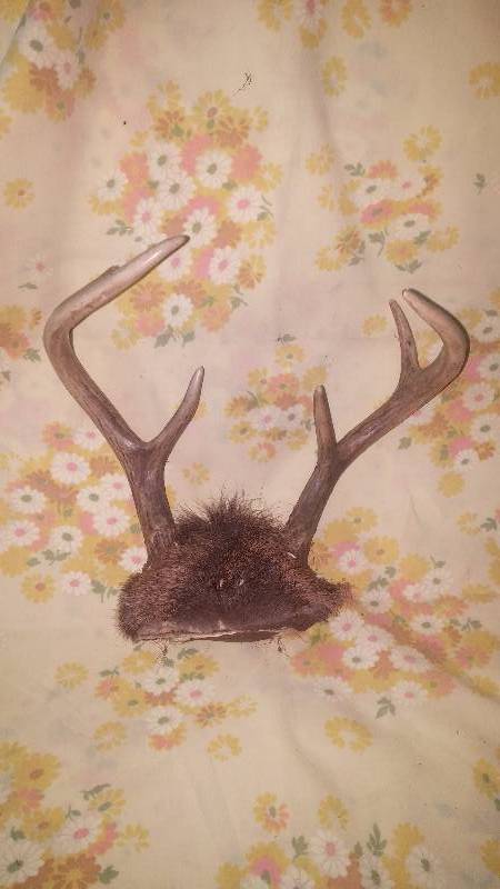 Deer Antler