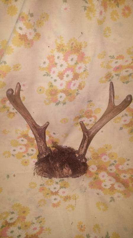 Deer Antler