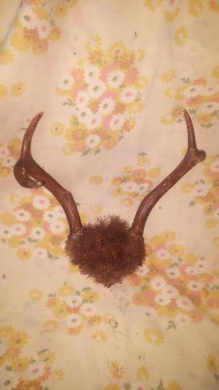 Deer Antler