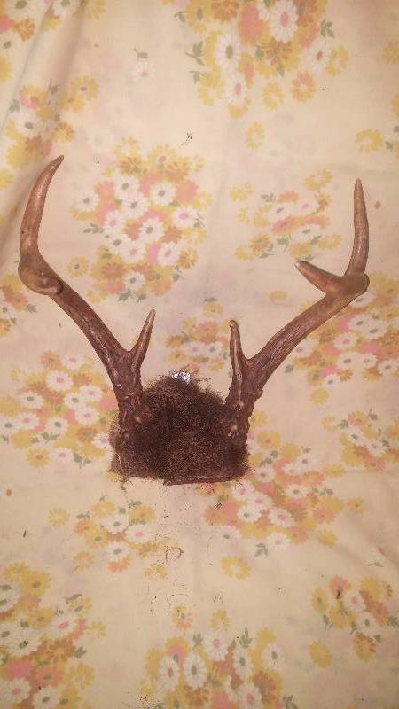 Deer Antler