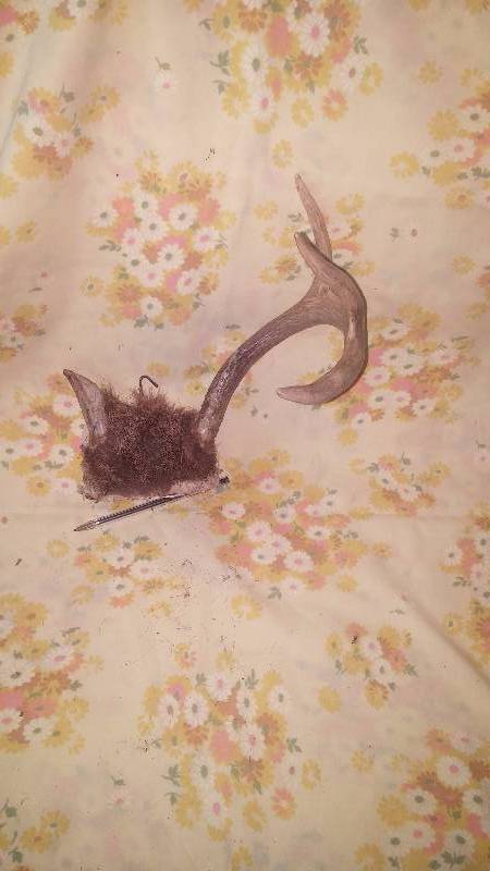 Deer Antler