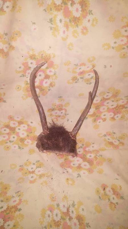 Deer Antler