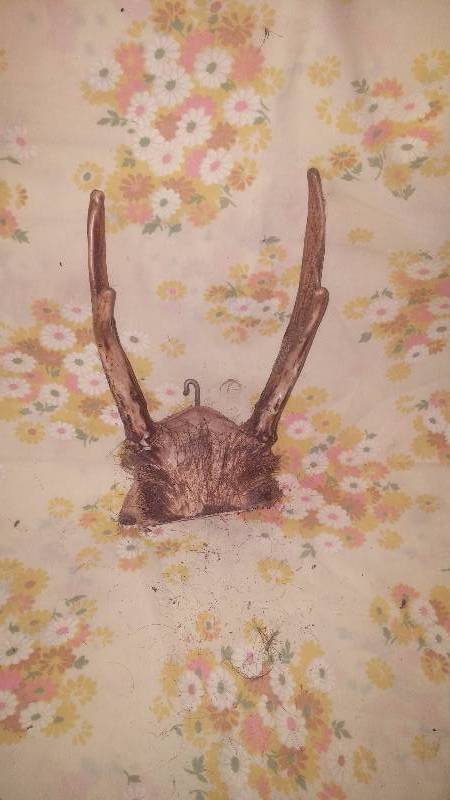 Deer Antler
