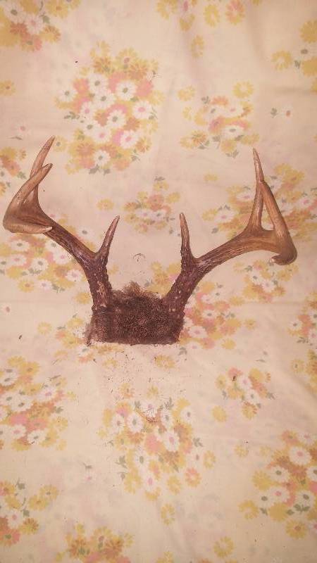 Deer Antler
