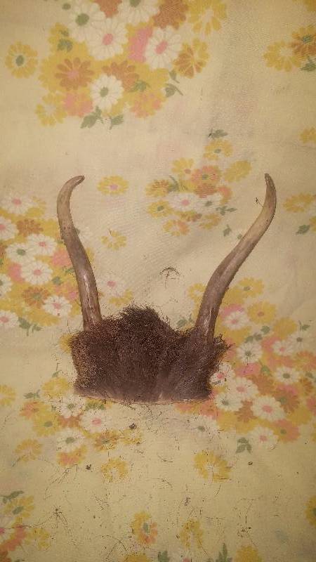 Deer Antler