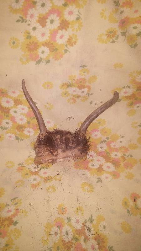Deer Antler