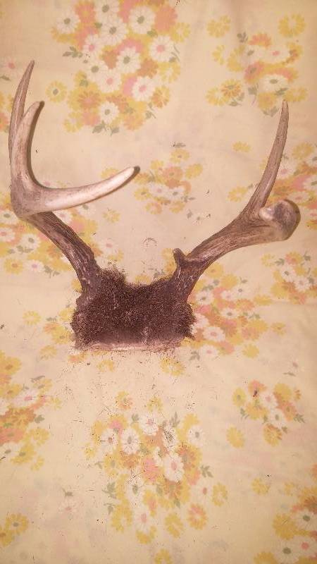 Deer Antler
