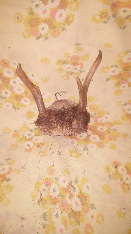 Deer Antler