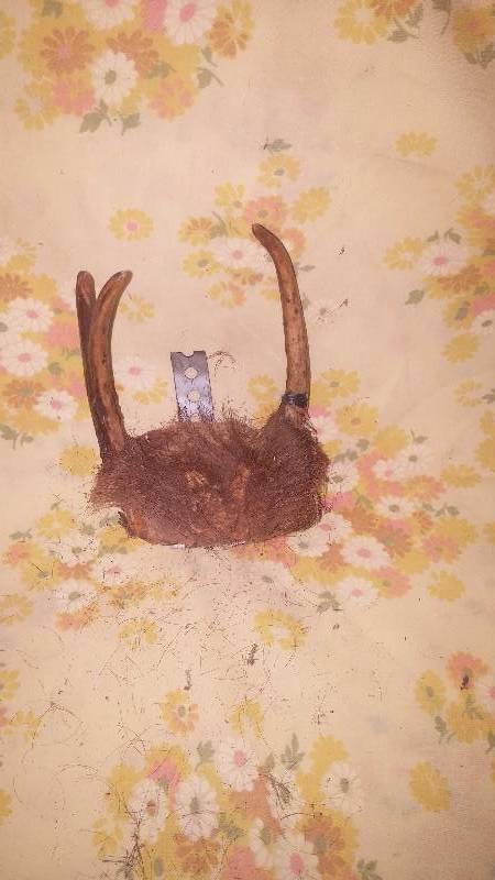 Deer Antler