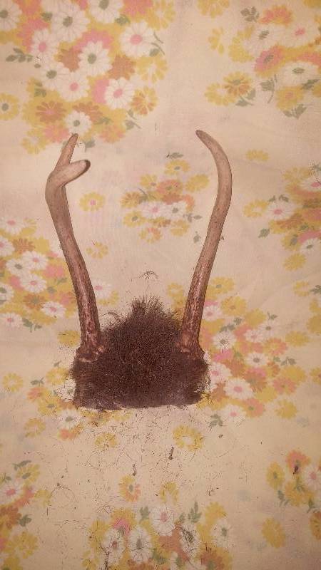 Deer Antler