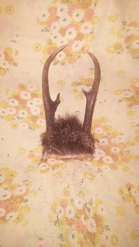 Deer Antler