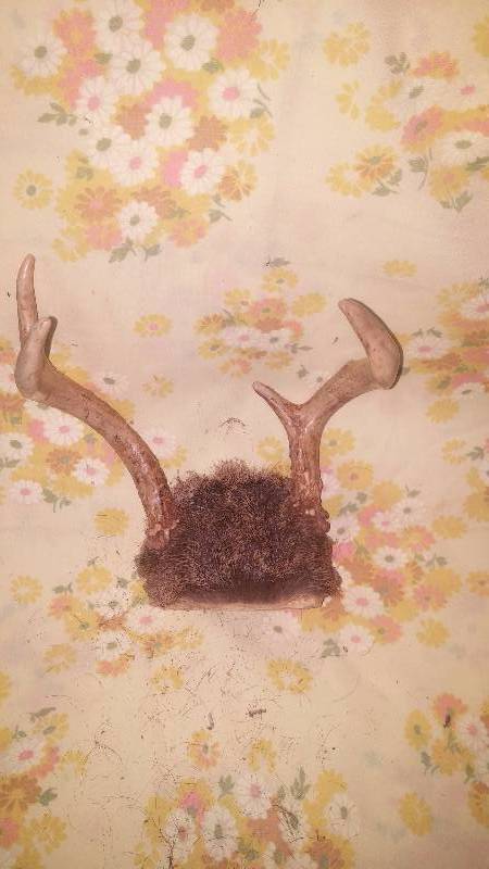 Deer Antler