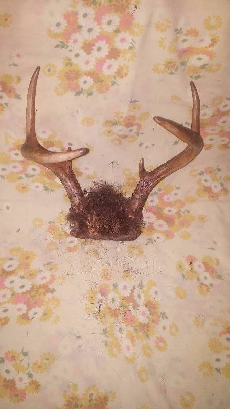 Deer Antler