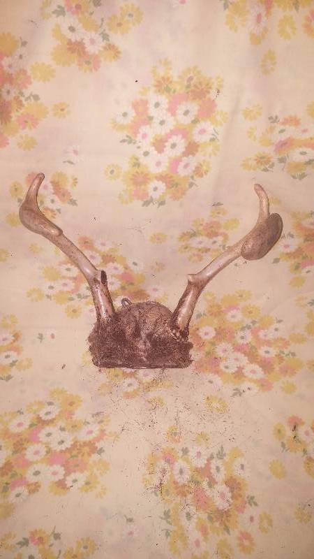 Deer Antler