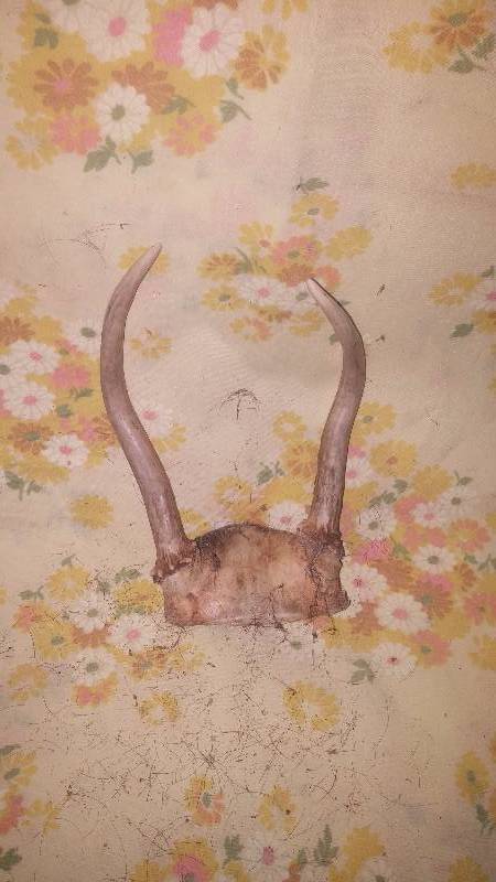 Deer Antler