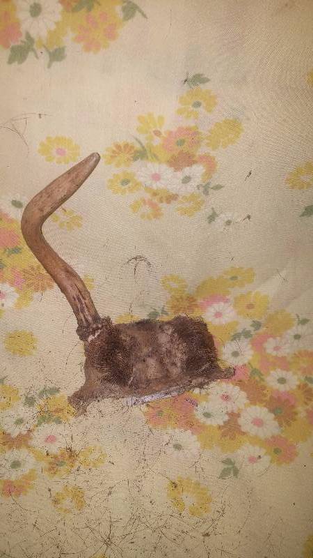 Deer Antler