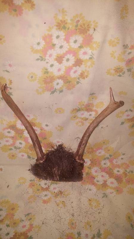 Deer Antler