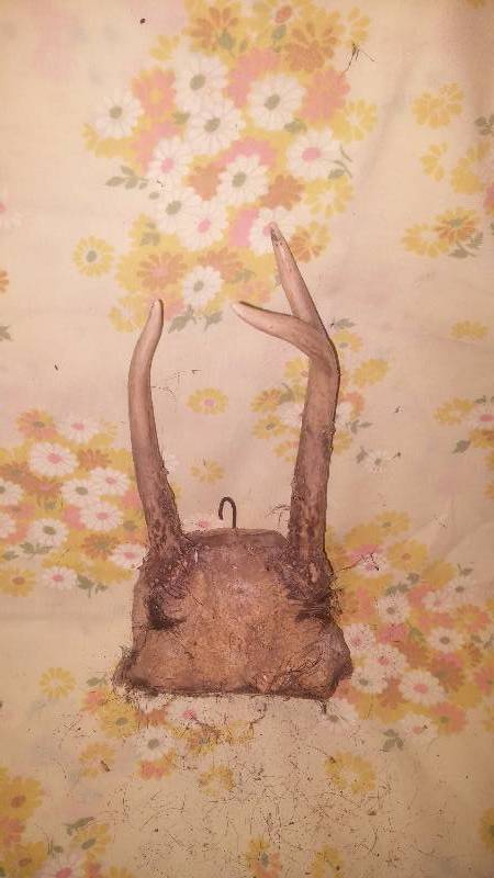 Deer Antler