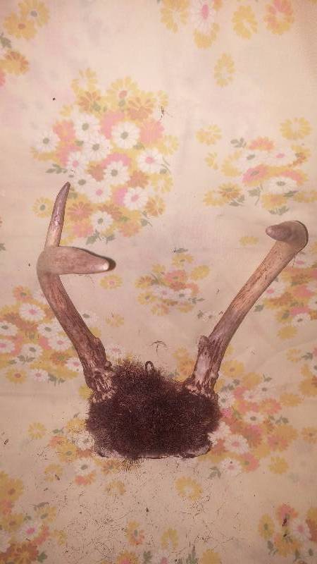 Deer Antler