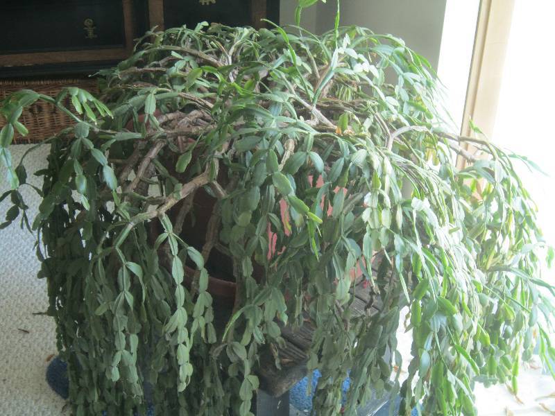 lot 106 image: Huge Christmas Cactus 3 Feet in Dia