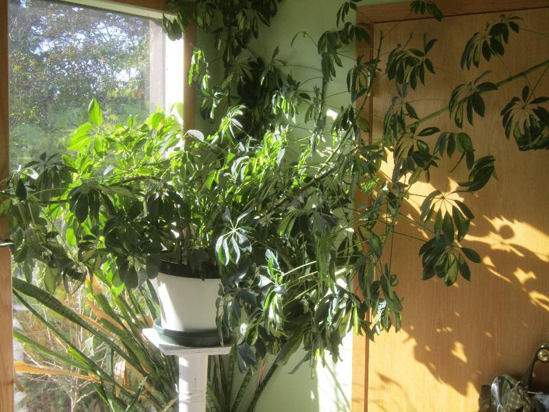 lot 107 image: Huge Green Plant