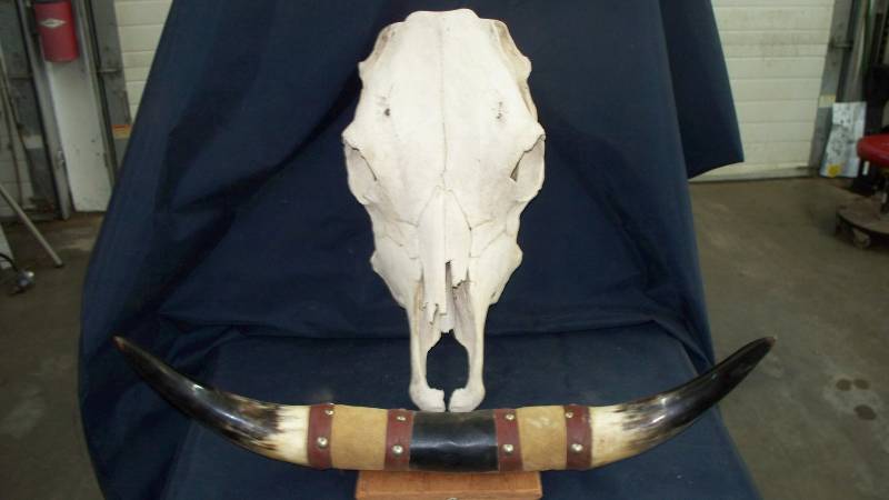 Skull and Horns
