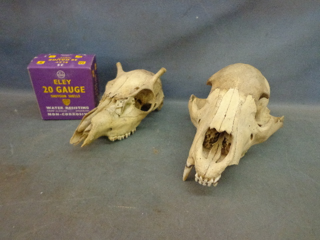 lot 101 image: Skulls & A 20 Gauge Eley Box