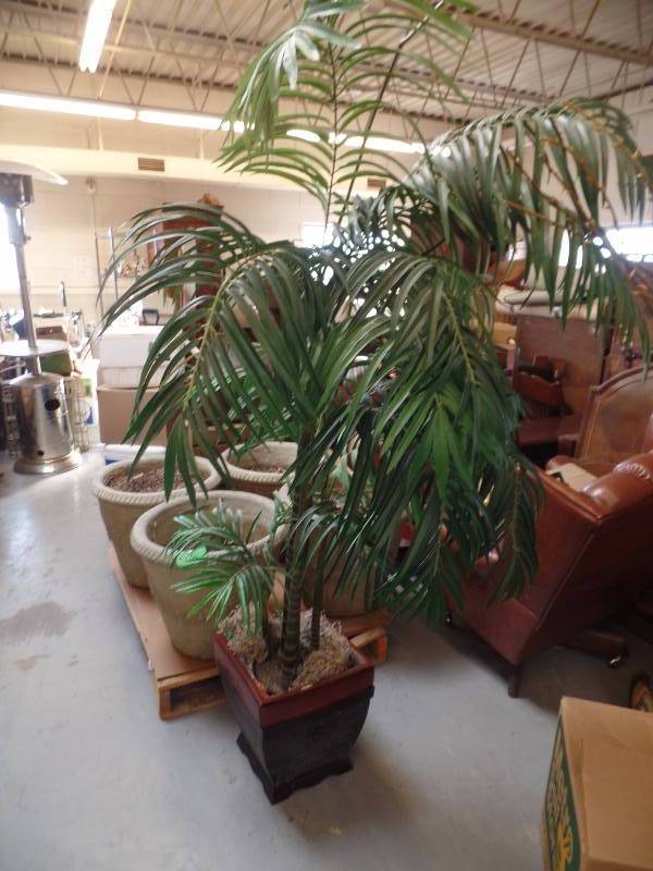 lot 28 image: Decorative Palm