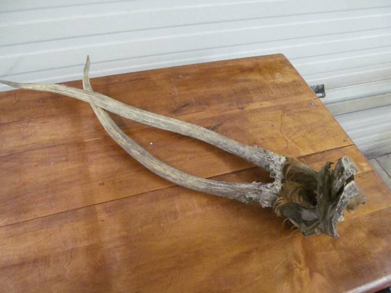 lot 183 image: Elk Shed